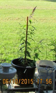 Butterfly bush (2)