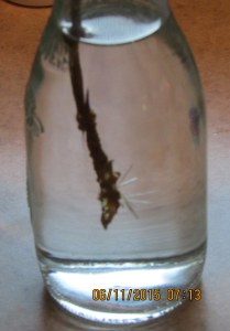 Mandevilla is rooting