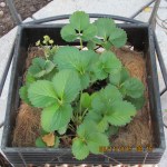 Strawberry plant in black planter