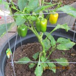 Pepper plant with very few leaves