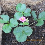 Strawberry plant in tan planter
