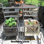 Two Strawberry planters