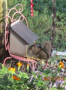 Squirrel on feeder