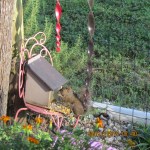 Squirrel on feeder (2)