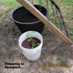 Preparing to transplant