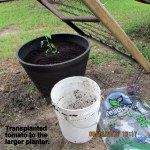 Transplanted tomato
