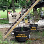 Tomato plant variety