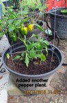 Added another pepper plant