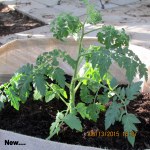 Newly planted tomato