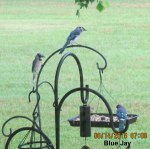Three Blue Jay