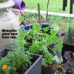 Mosquito plant is bent