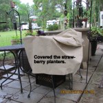 Strawberry plants covered