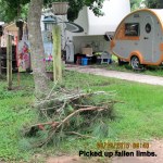 Picked up fallen branches