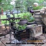 Uncovered strawberry plants