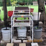 Uncovered tomato planter (2)