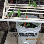 Giant climbing tomato