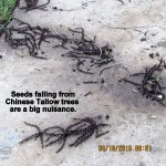 Seeds are a nuisance