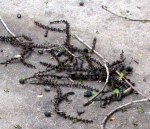 Chinese Tallow tree seeds