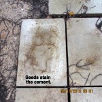 Seeds stain the cement