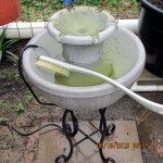 Cleaning the fountain (1)