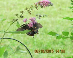 Butterfly on Butterfly bush (1)