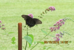 Butterfly on Butterfly bush (2)