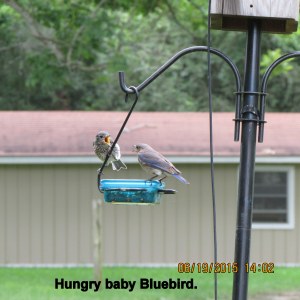 Hungry baby Bluebird