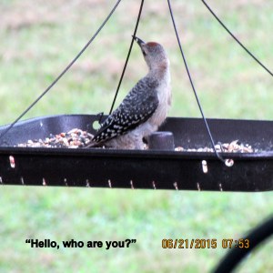 Who are you? (on open feeder) pic 1