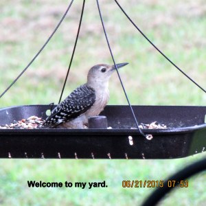 On open feeder (Pic 2)