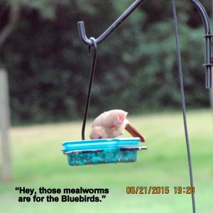 Unknown on mealworm feeder