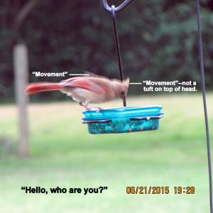Unknown on mealworm feeder