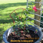 Mandevilla parent plant
