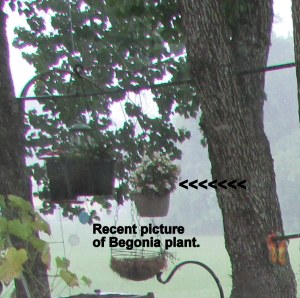 Before picture of Begonia