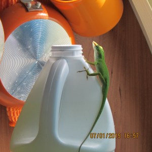 Gecko inside TaB
