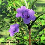 Mexican Petunia close up