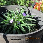 Periwinkle in planter