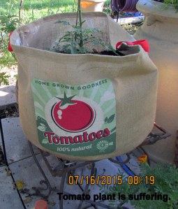 Tomato plant suffering