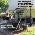 Two tomato plants thriving