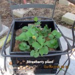Strawberry plant (1)