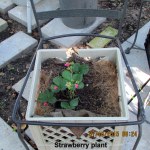 Strawberry plant (2)