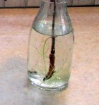 See the tiny roots (2)