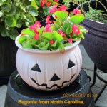 Begonia from North Carolina