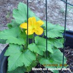 Zucchini bloom
