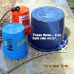 These three had rain water