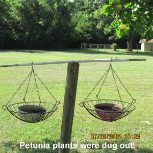 Petunias are gone