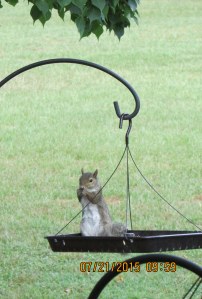 Squirrel on bird feeder (2)