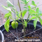 Pepper plant