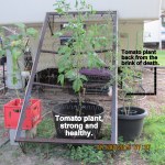Tomato plants