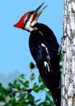 Pleated woodpecker