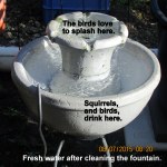 Cleaned the fountain